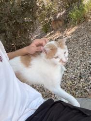 Found/Stray Female Cat last seen Near treasure cove rd, Fort Collins, CO 80524