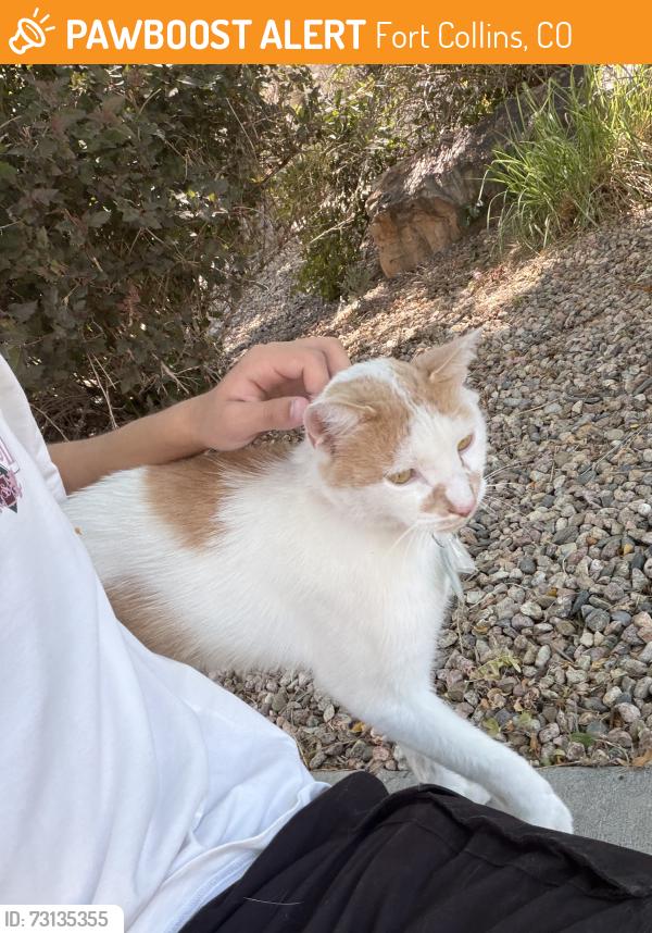 Found/Stray Female Cat last seen Near treasure cove rd, Fort Collins, CO 80524