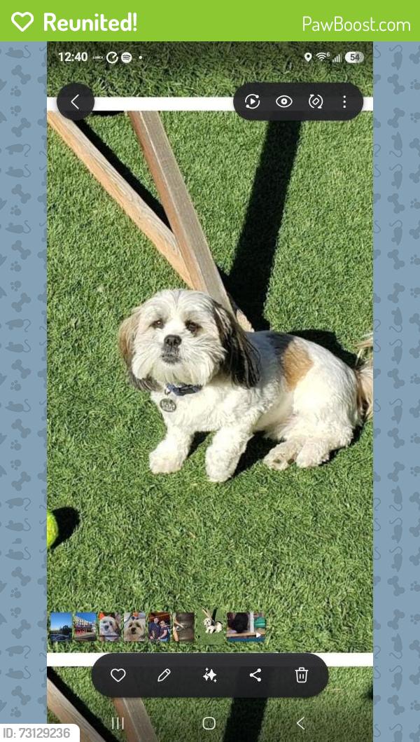 Reunited Male Dog last seen Starpass and La Cholla, Tucson, AZ 85713