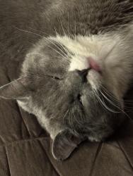 Lost Male Cat last seen Valley View Rd, Blaine, WA 98230