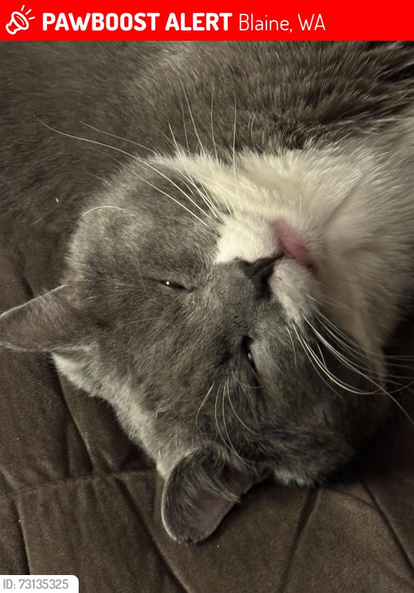 Lost Male Cat last seen Valley View Rd, Blaine, WA 98230