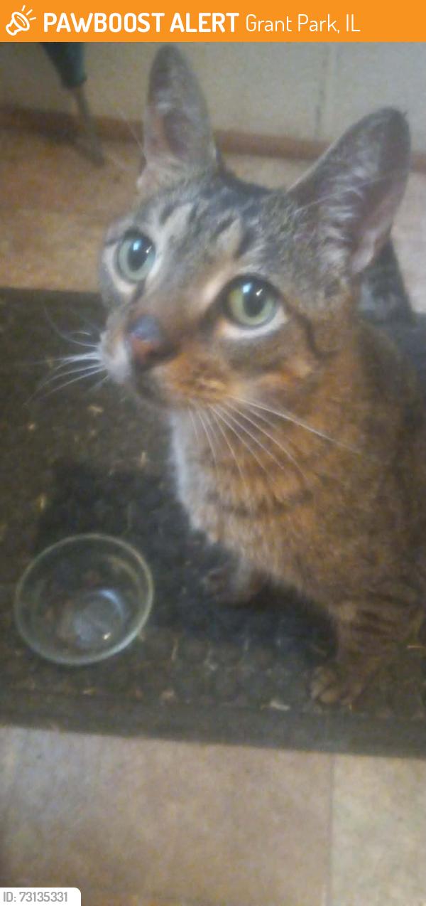 Found/Stray Male Cat last seen 7000E Road & Whitaker Rd, Grant Park, IL 60940