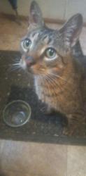 Found/Stray Male Cat last seen 7000E Road & Whitaker Rd, Grant Park, IL 60940
