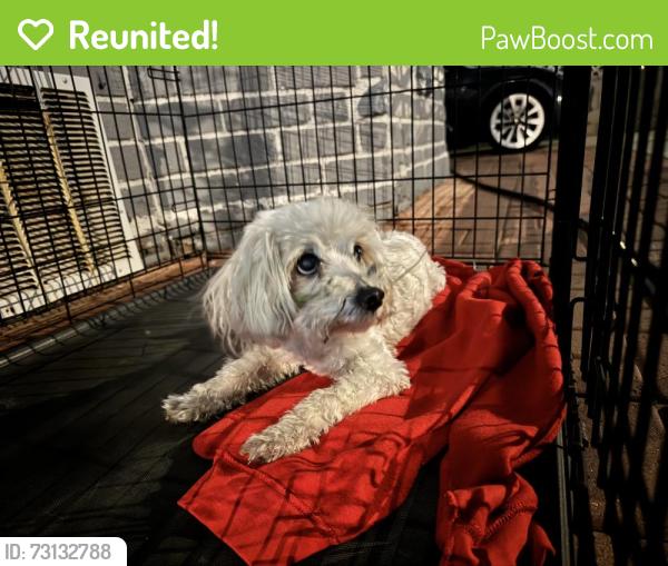 Reunited Female Dog last seen S Central Ave and E Imperial Hwy, Willowbrook CA, Los Angeles, CA 90059