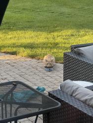 Found/Stray Unknown Cat last seen On Park Ave, Burr Ridge, IL 60527