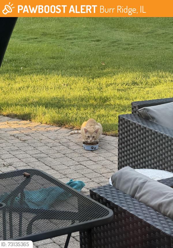 Found/Stray Unknown Cat last seen On Park Ave, Burr Ridge, IL 60527