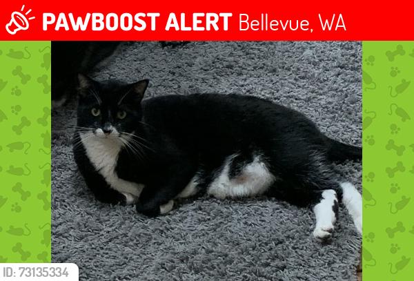 Lost Male Cat last seen Near 131st Ave SE, Bellevue, WA 98006