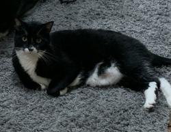Lost Male Cat last seen Near 131st Ave SE, Bellevue, WA 98006