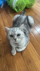 Lost Male Cat last seen Hazel st, Clifton, NJ 07011