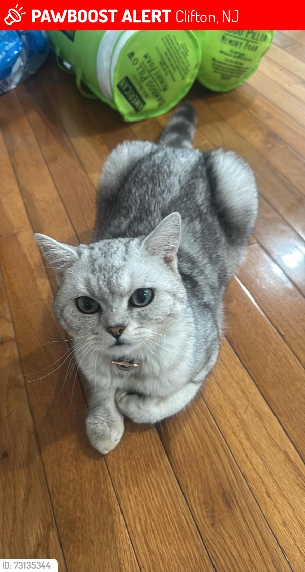 Lost Male Cat last seen Hazel st, Clifton, NJ 07011