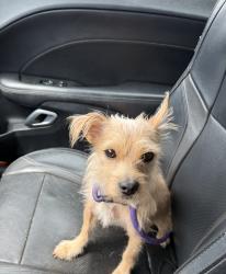 Found/Stray Male Dog last seen Outback Ln near Pradera Point homes, Riverside County, CA 92596