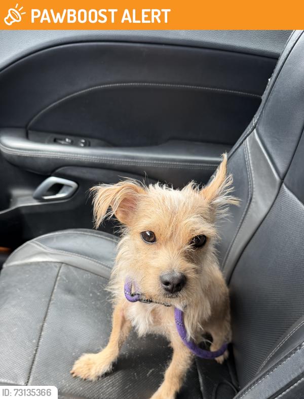 Found/Stray Male Dog last seen Outback Ln near Pradera Point homes, Riverside County, CA 92596