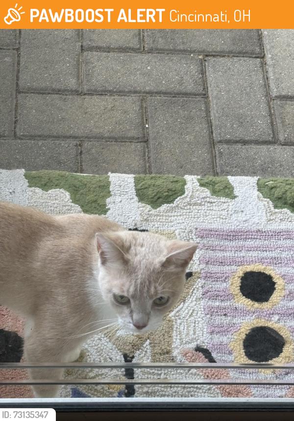 Found/Stray Female Cat last seen Glenway, Covedale, Cincinnati, OH 45238