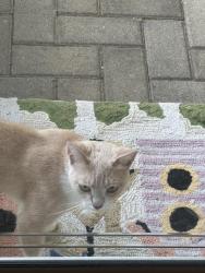 Found/Stray Female Cat last seen Glenway, Covedale, Cincinnati, OH 45238