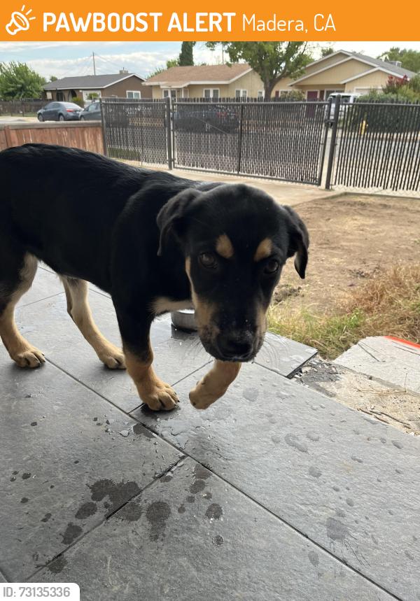 Found/Stray Male Dog last seen A Street, Madera, CA 93638