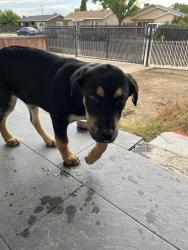 Found/Stray Male Dog last seen A Street, Madera, CA 93638
