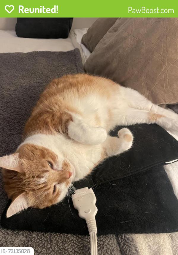 Reunited Female Cat last seen Chapman Ave and Dale Street, Stanton, CA 90680
