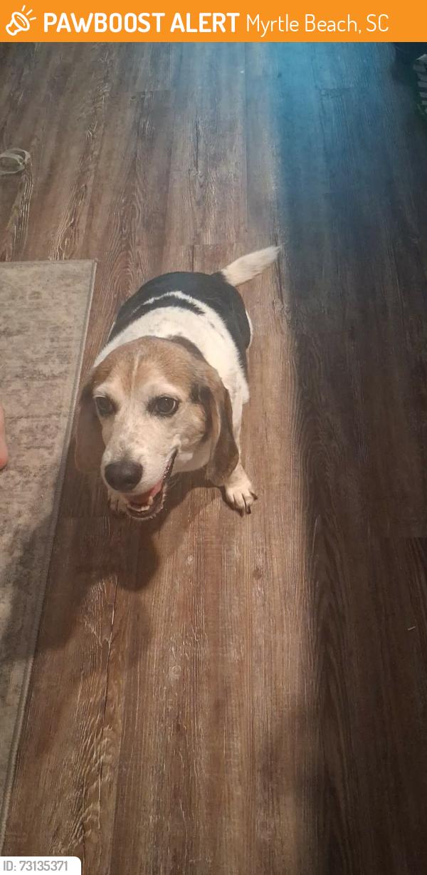 Found/Stray Male Dog last seen Near eighth ave N Myrtle Beach, Myrtle Beach, SC 29577