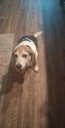 Found/Stray Male Dog last seen Near eighth ave N Myrtle Beach, Myrtle Beach, SC 29577