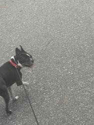 Reunited Female Dog last seen Babcock, Melbourne, FL 32935