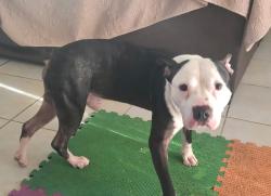 Found/Stray Male Dog last seen Kendall dr 88 150, Kendall, FL 33173