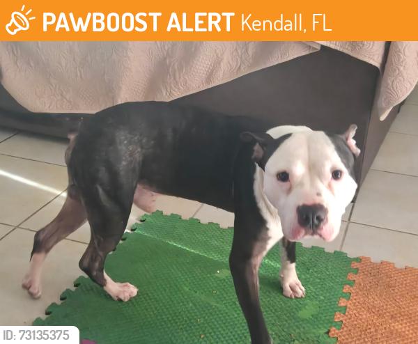 Found/Stray Male Dog last seen Kendall dr 88 150, Kendall, FL 33173