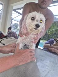 Found/Stray Female Dog last seen Crescent Lake community, Osceola County, FL 34758