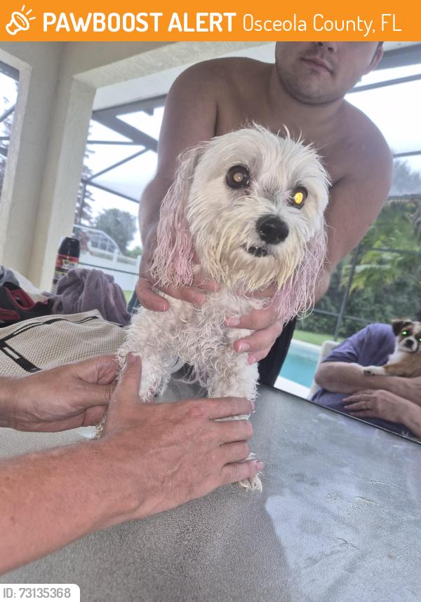 Found/Stray Female Dog last seen Crescent Lake community, Osceola County, FL 34758