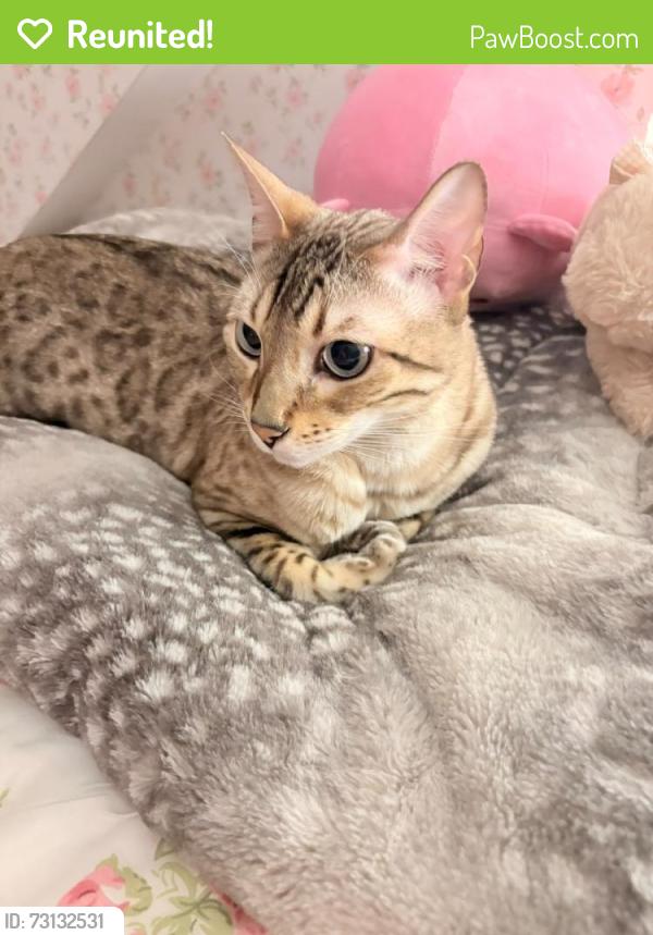 Reunited Male Cat last seen Ravensthorpe, Ravensthorpe, England WF13 3HQ