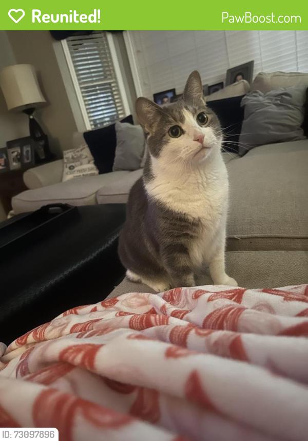 Reunited Male Cat last seen Windsor Ridge Dr, Rock Hill, SC 29732