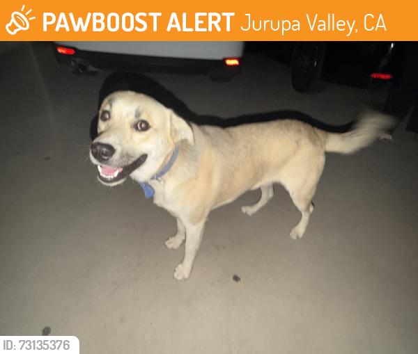 Found/Stray Male Dog last seen Bain street, Jurupa Valley, CA 91752