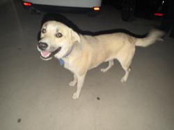Found/Stray Male Dog last seen Bain street, Jurupa Valley, CA 91752