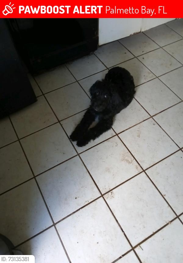 Lost Female Dog last seen Near, Palmetto Bay, FL 33176