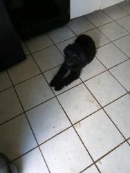 Lost Female Dog last seen Near, Palmetto Bay, FL 33176