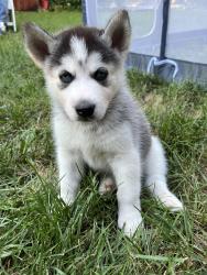 Reunited Male Dog last seen Peoria saint Louis, Tulsa, OK 74105