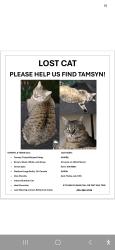 Lost Female Cat last seen Kent East Hill, Kent, WA 98031