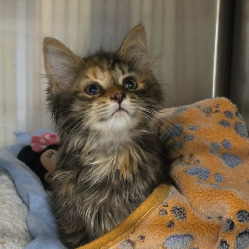 Shelter Stray Female Cat last seen , 825 W Jefferson St, Tipton, IN 46072, USA