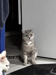 Lost Unknown Cat last seen Southwood neighborhood, Calgary, AB T2W 1Y9