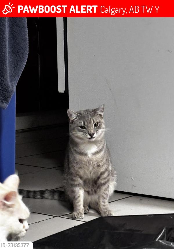 Lost Unknown Cat last seen Southwood neighborhood, Calgary, AB T2W 1Y9