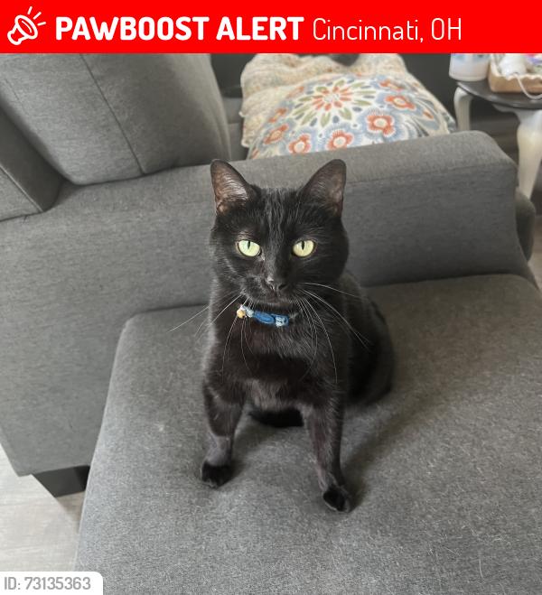 Lost Female Cat last seen Near Blackcomb Drive, Cincinnati, OH 45244, Cincinnati, OH 45244