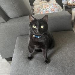 Lost Female Cat last seen Near Blackcomb Drive, Cincinnati, OH 45244, Cincinnati, OH 45244