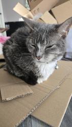 Found/Stray Female Cat last seen Dockery Lane, Cleveland, TN 37323