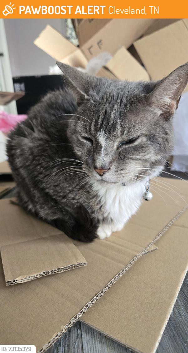 Found/Stray Female Cat last seen Dockery Lane, Cleveland, TN 37323