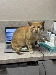 Found/Stray Male Cat last seen Northbound on 35 going towards 820, Fort Worth, TX 76102