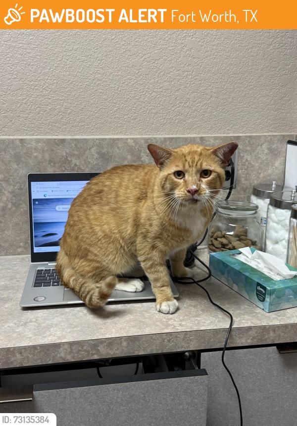 Found/Stray Male Cat last seen Northbound on 35 going towards 820, Fort Worth, TX 76102