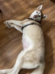 Reunited Female Dog last seen Peoria ,Louis, Tulsa, OK 74105