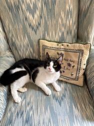 Lost Female Cat last seen Richmond Highway, Richmond, VA 23224