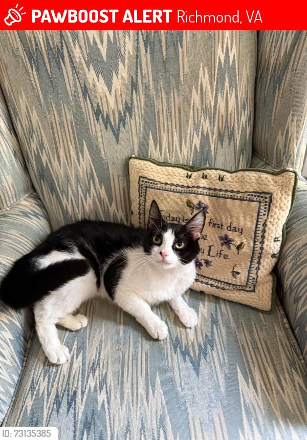 Lost Female Cat last seen Richmond Highway, Richmond, VA 23224
