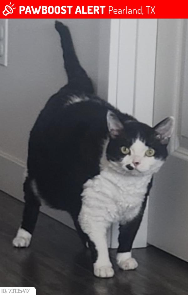 Lost Male Cat last seen Letrim drive, Pearland, TX 77581