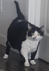 Lost Male Cat last seen Letrim drive, Pearland, TX 77581